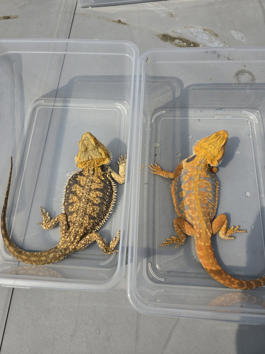 MYCふぁーむ（ISAMU） tweet media