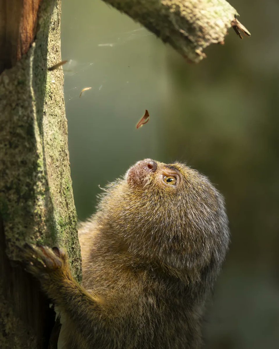 🇨🇴 El Titi pigmeo (leoncito) es el primate mas pequeño fel mundo, mide alrededor de 12 centímetros (sin incluir la cola) y pesa menos de 150 gramos, fácilmente puede caber en la palma de la mano.