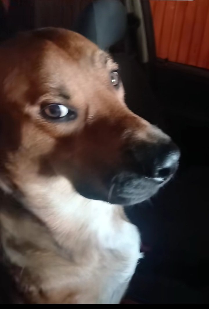 F-16 Fighting Falcon BOSTERO tweet media