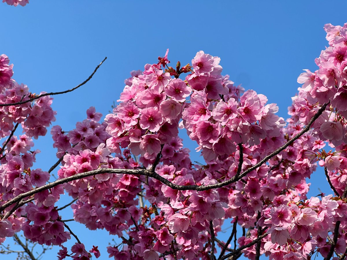 COSMOS_CSU's tweet photo. 3/28平安神宮前岡崎公園NEO MARCHE⛩️
お花見日和🌸
ポカポカ✨
お立寄りくださいませ👘

#つまみ細工COSMOS #花と宇宙
#桜🌸
#kimonolovers
#kyoto https://t.co/AOmoSxQLoY