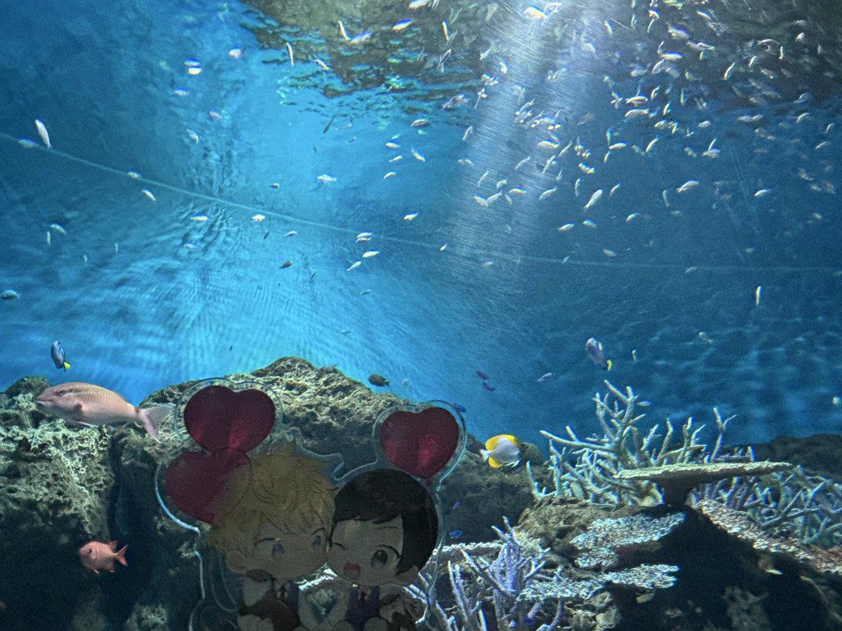 🌻✨あこ✨🌻 tweet media