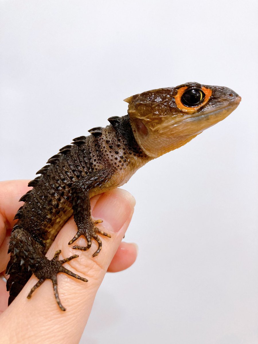 ELMER l エルマー@4/26(日) JH静岡 tweet media