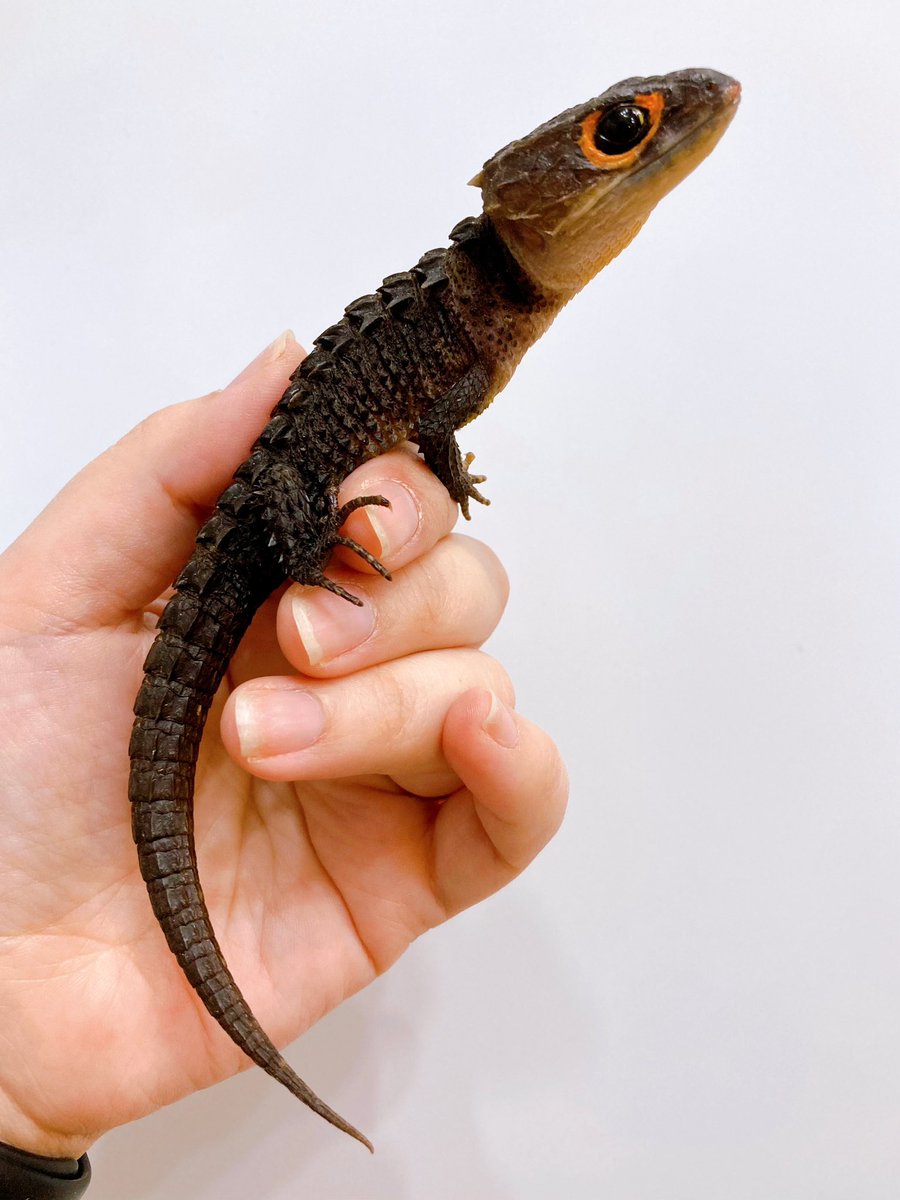 ELMER l エルマー@4/26(日) JH静岡 tweet media