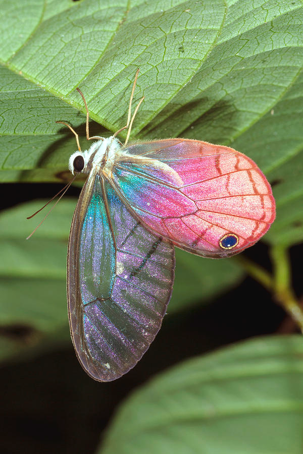 🌧️🐛 io tweet media