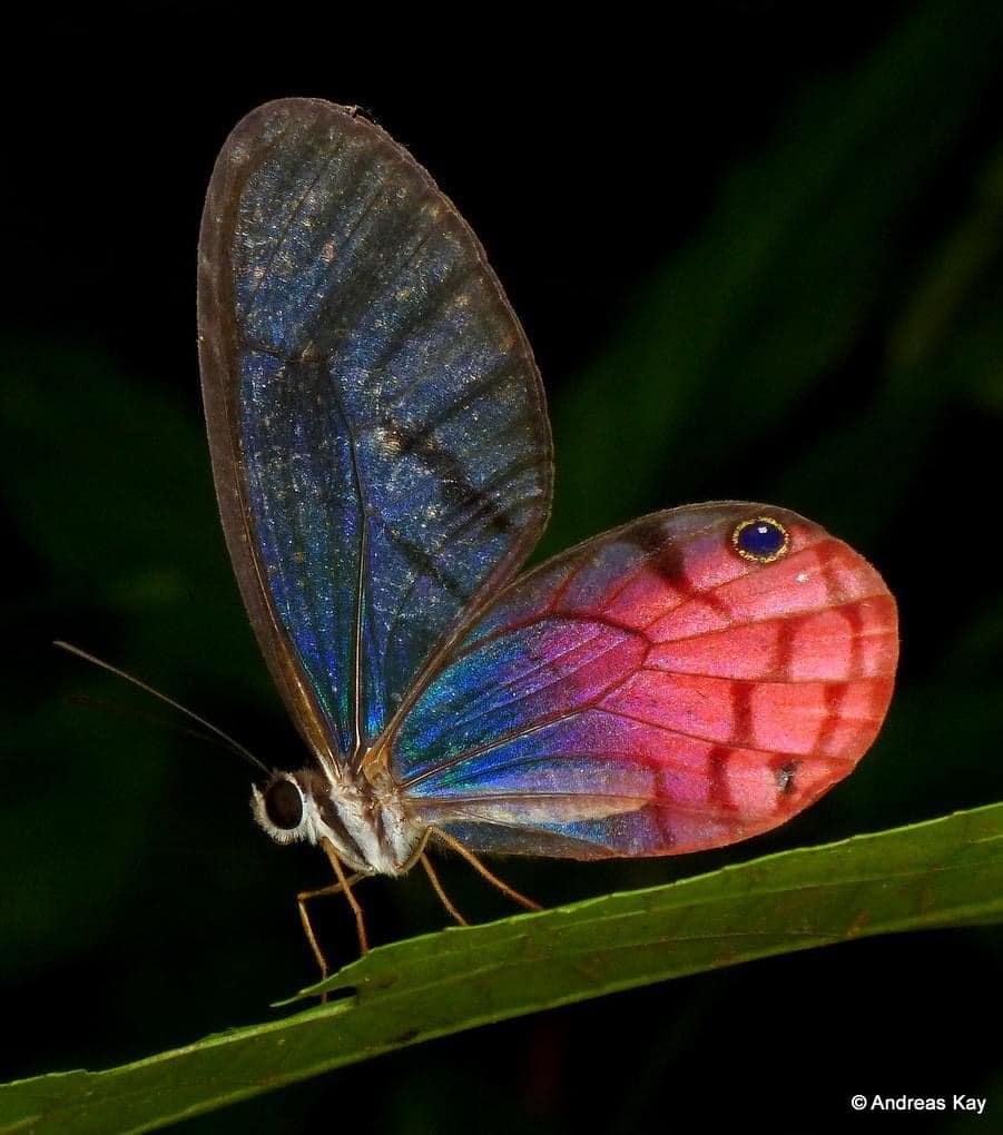 🌧️🐛 io tweet media