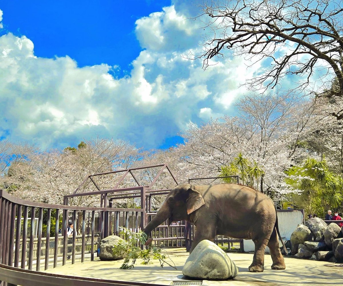 市原ぞうの国・サユリワールド【公式】 tweet media