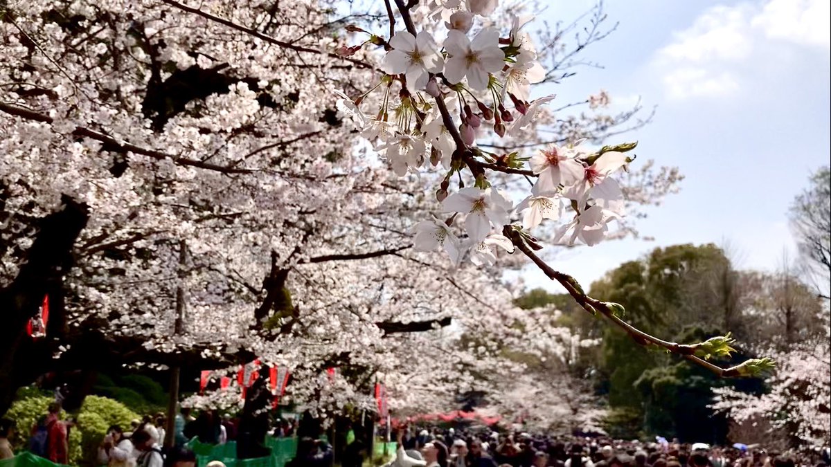 jimipan's tweet photo. 上野🌸
#花見 #上野 #桜 https://t.co/nZYwyStEhb
