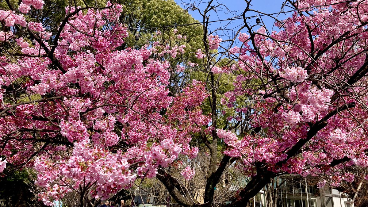 jimipan's tweet photo. 上野🌸
#花見 #上野 #桜 https://t.co/nZYwyStEhb