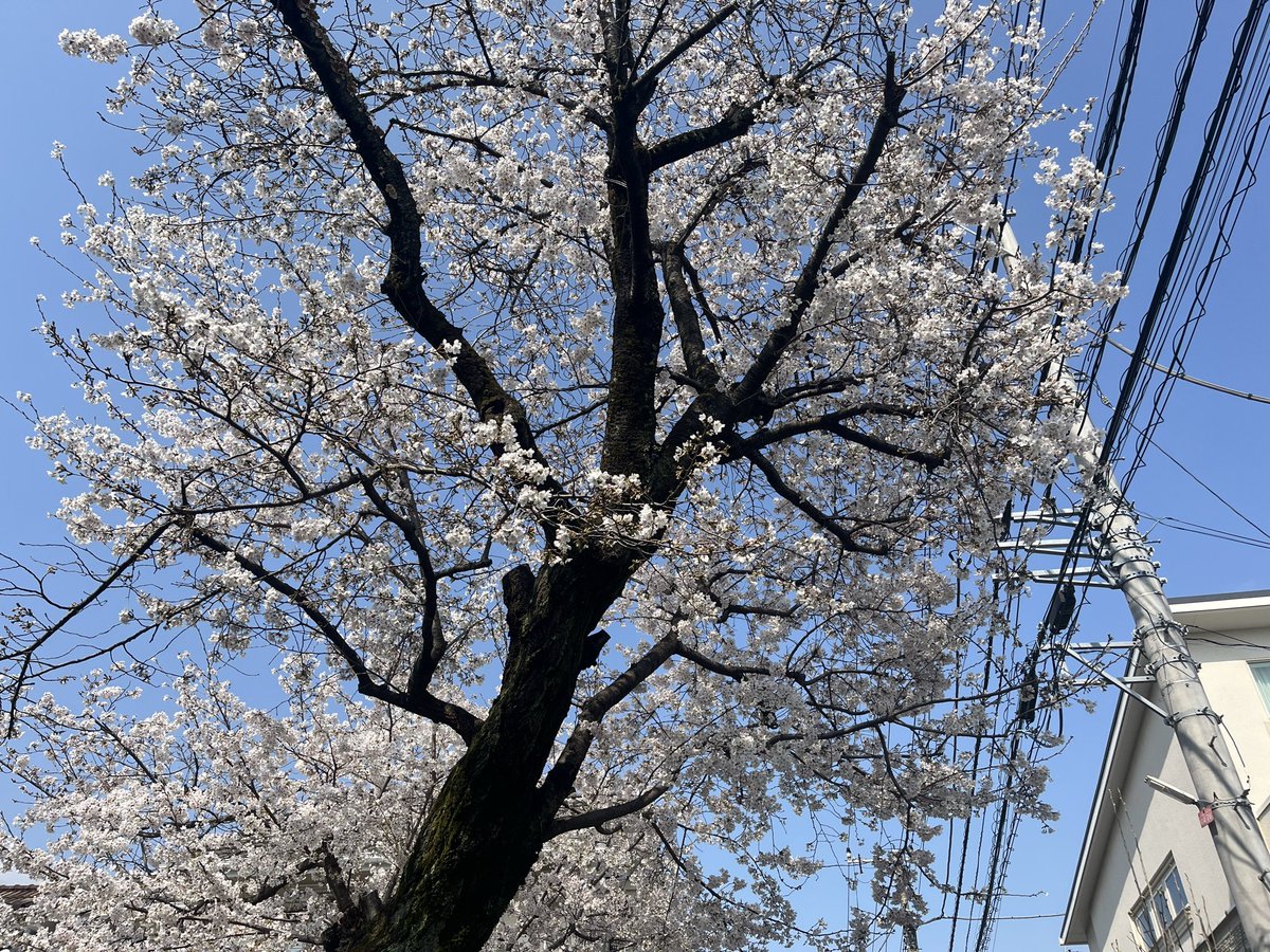 m0426s's tweet photo. 天気良いので、街まで散歩する。
買い物とか済ませる☘️ https://t.co/ZublxuS3rE
