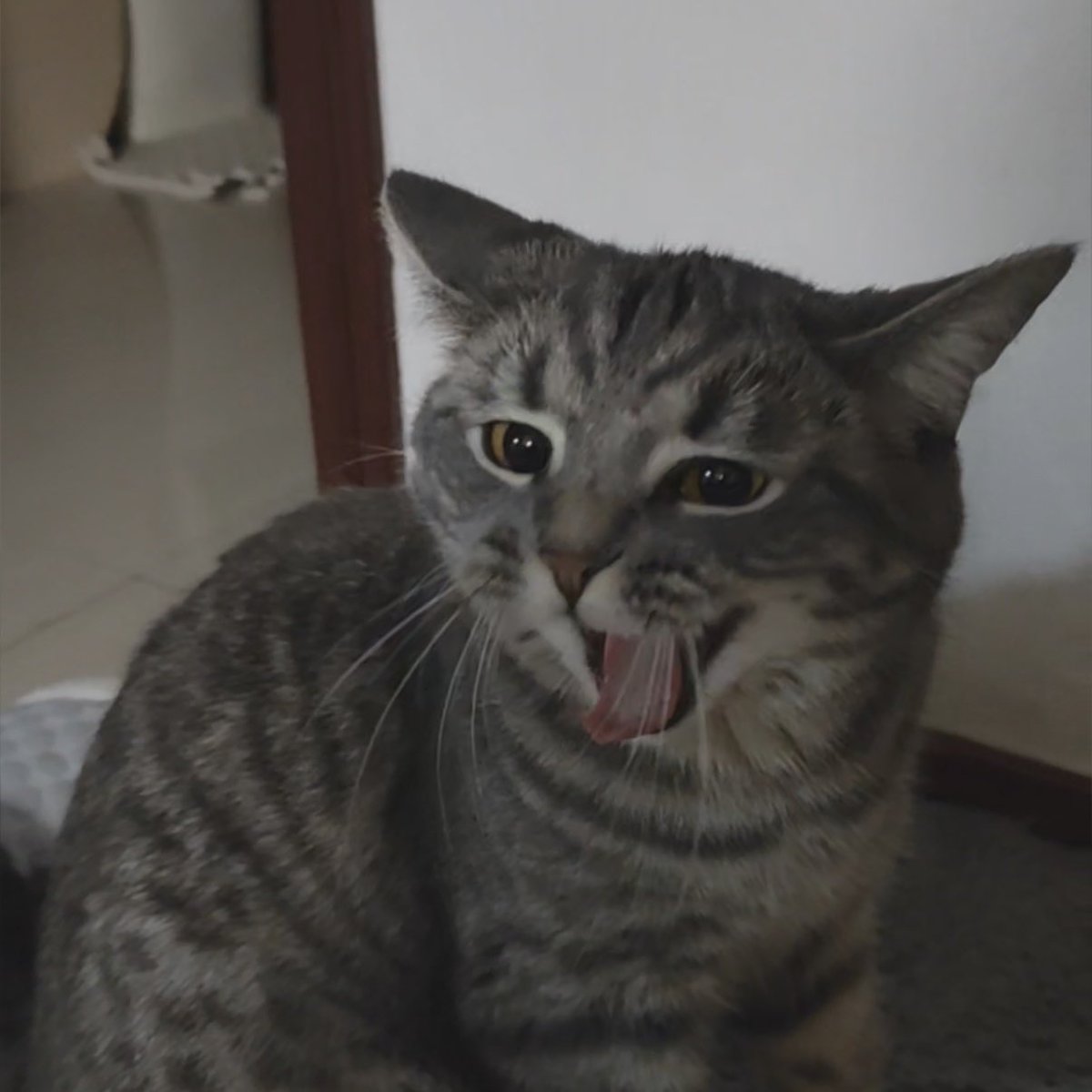 仓鼠糍粑 tweet media