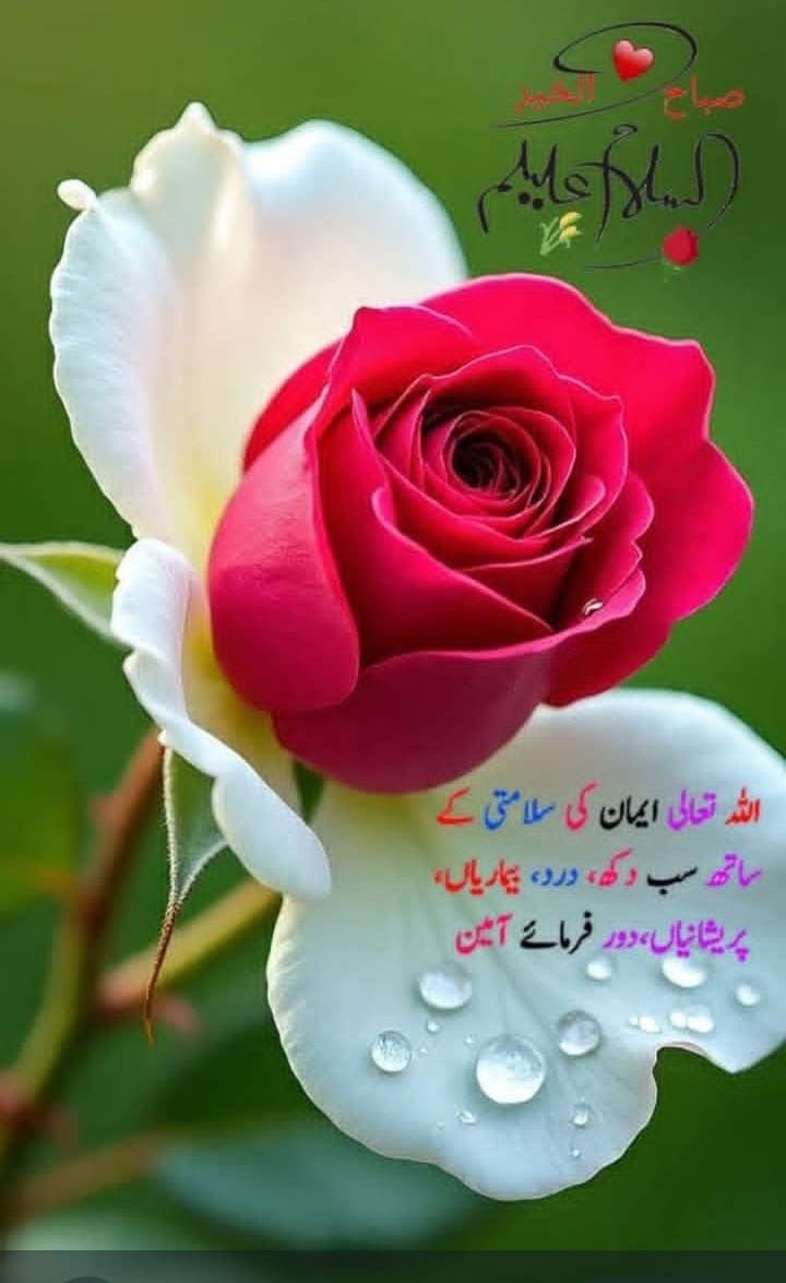 drkhalidee tweet media