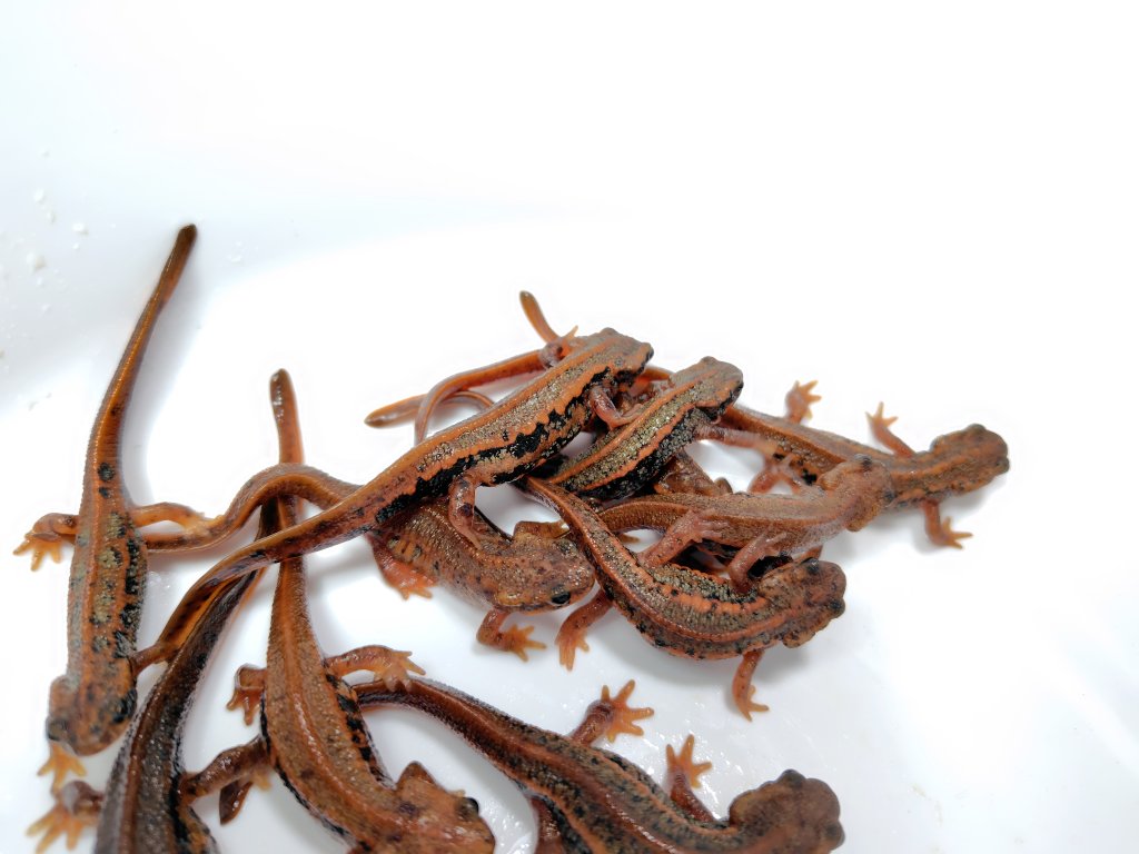 AQUA FORTUNE tweet media