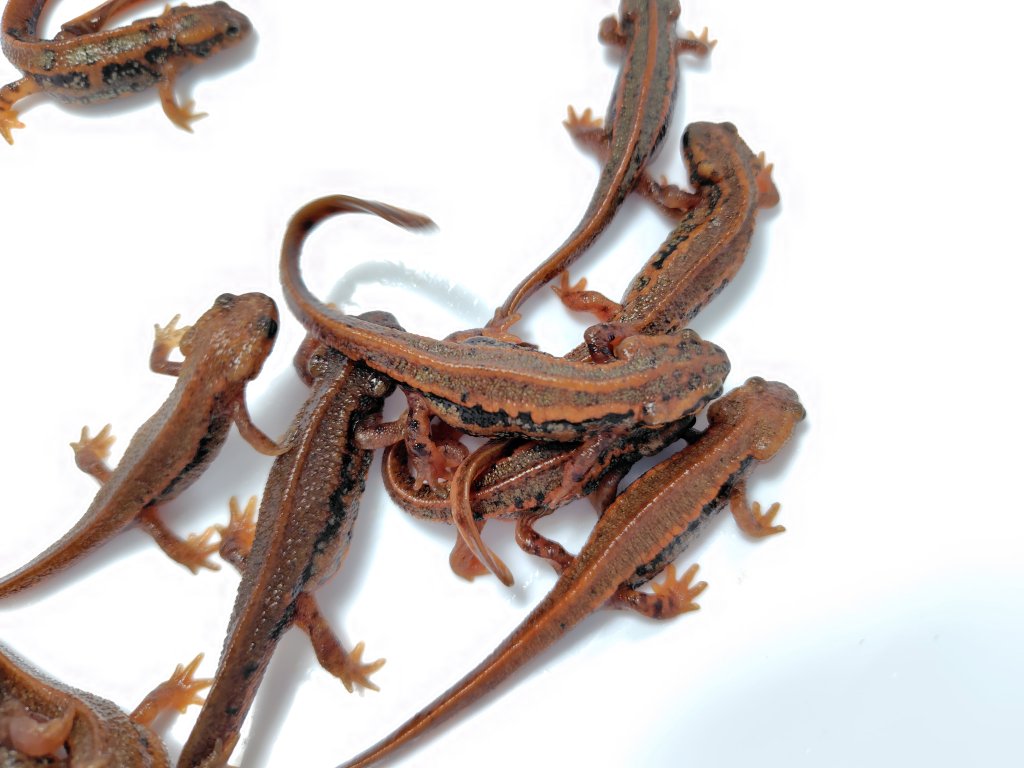 AQUA FORTUNE tweet media