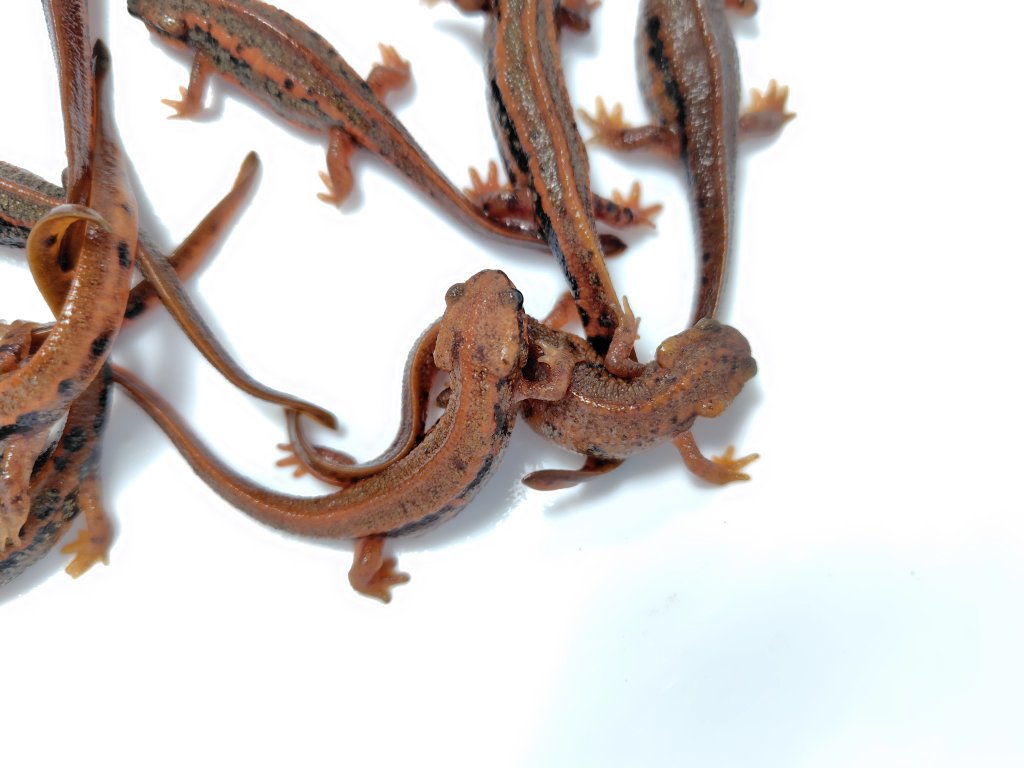 AQUA FORTUNE tweet media