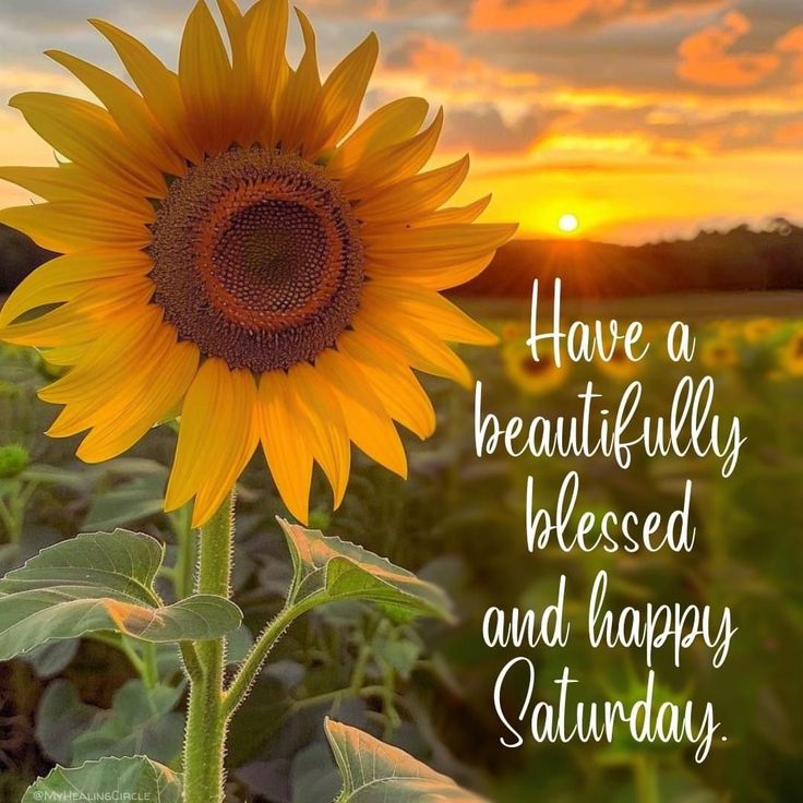 ifunanya tweet media