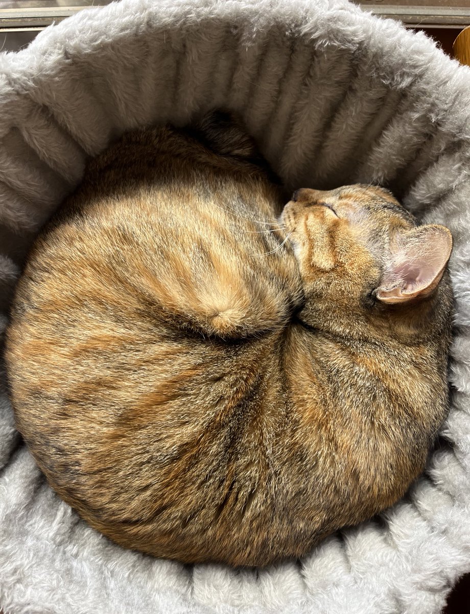 はなさくら🌸仙台高松next広島 tweet media