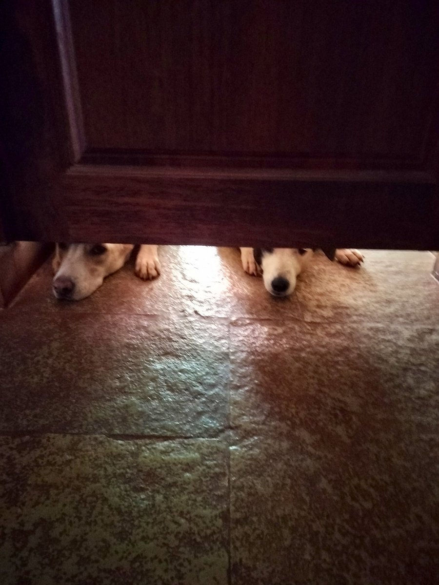 earthkitchen's tweet photo. Our daily struggles of dogs segregation at feeding time...
#lifewithdogs https://t.co/zhIXMSqvfg