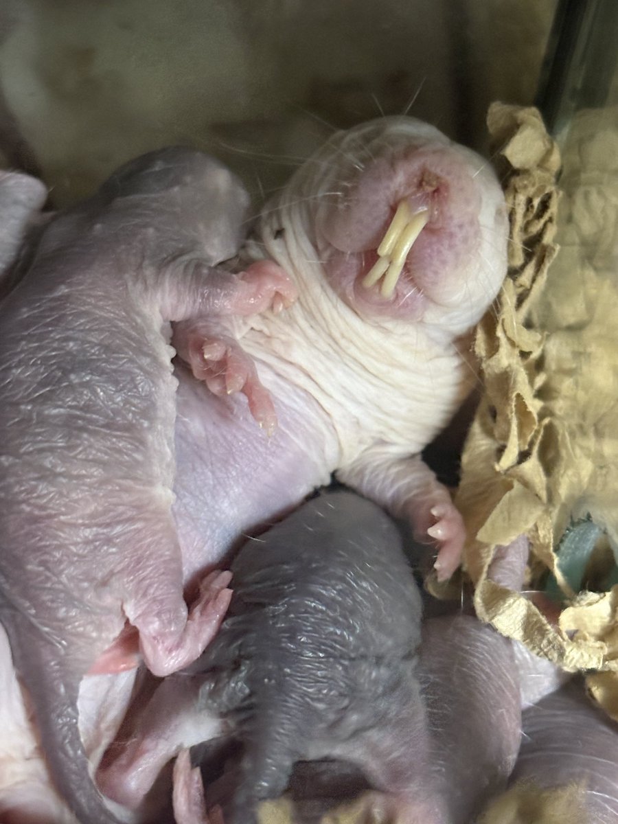 しんえん tweet media