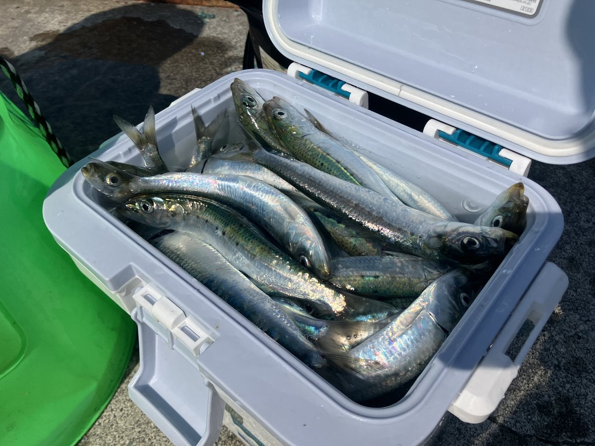 甲類焼酎モーターワークス(KMW) tweet media