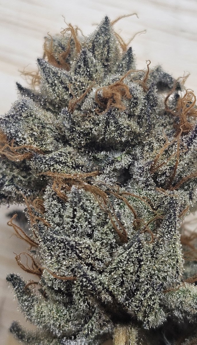 SanctuarySeedX's tweet photo. SoCal Master Kush. Early dry sample in the vape:  Smooth hashy and earthy Kush flavor, instant waves washing over the body and i felt 20 pounds heavier when i got up and walked around. Makes me remember how we would turn mids into dank by using this as a bowl topper cause it was so potent 🔥💨 It was more out of necessity cause back then, for master kush, we paid 90 for 3.5 🫠 so blessed to have this clone after so long!  🙏💚♾️