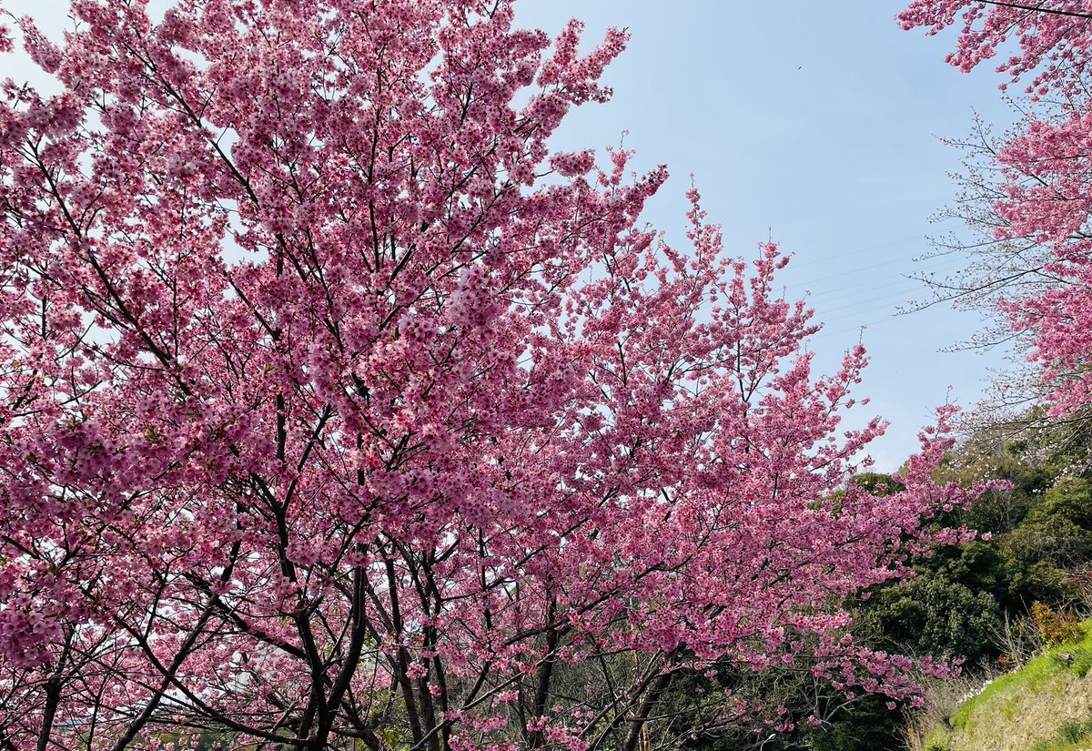 うさ子 tweet media