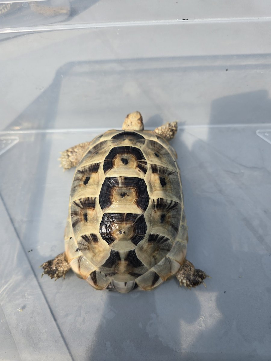 MYCふぁーむ（ISAMU） tweet media