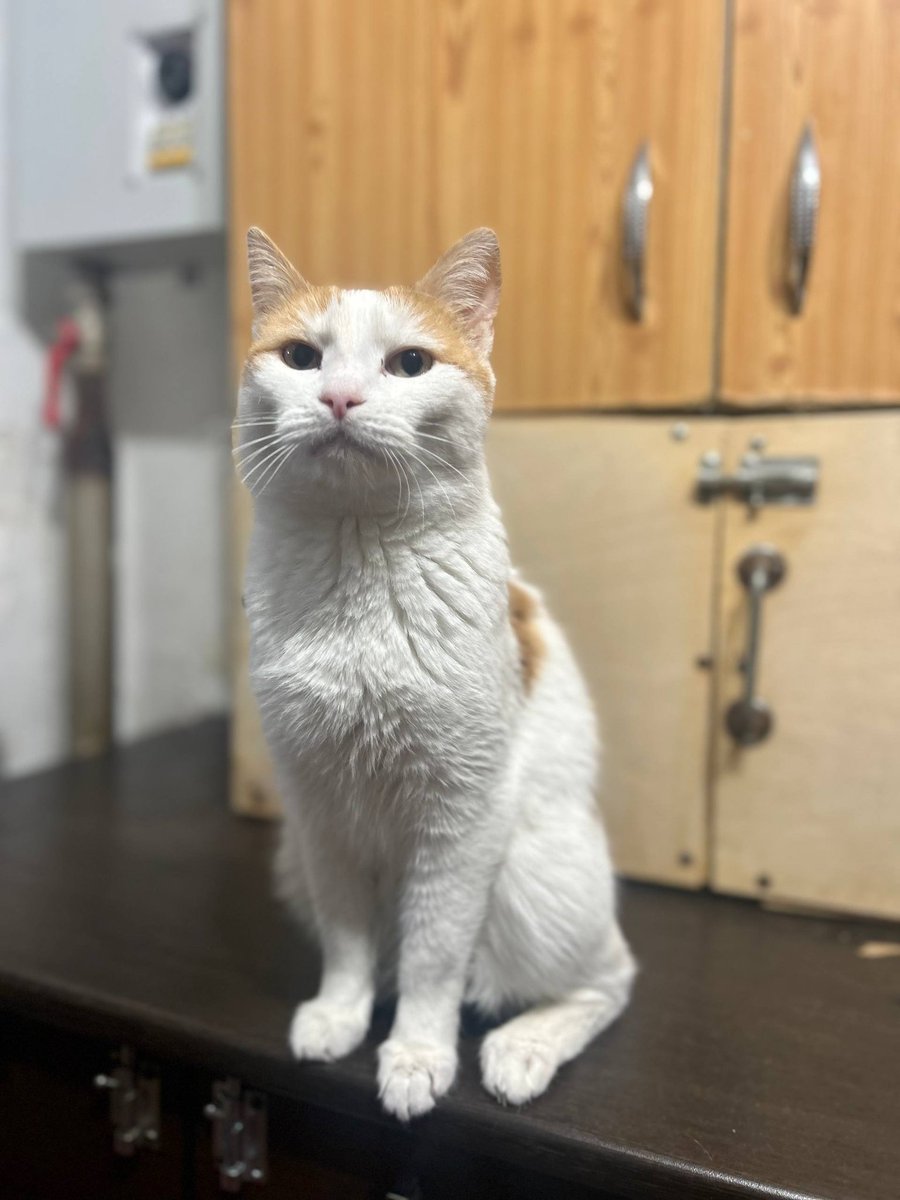 Кошачье Царство 🐈‍⬛🐈‍⬛🐈‍⬛🐈‍⬛🐈‍⬛ tweet media