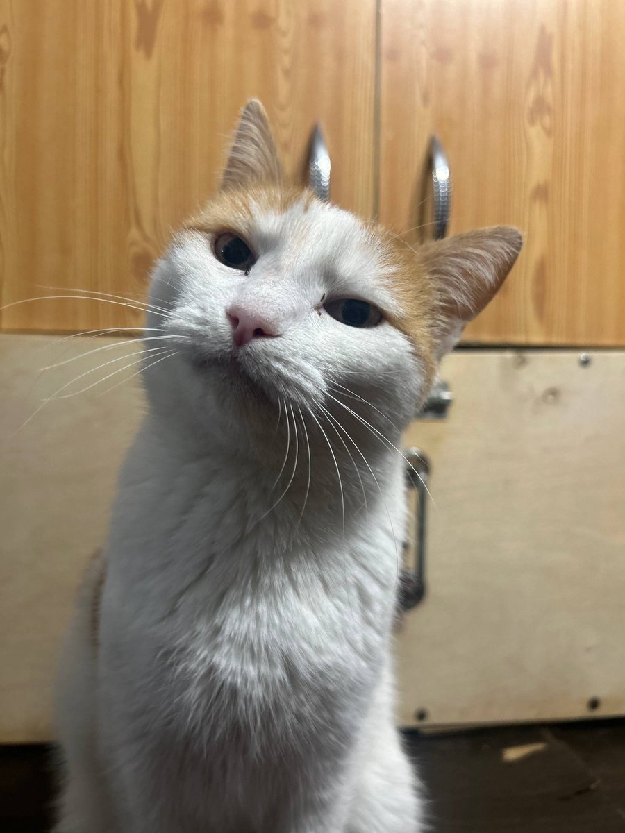 Кошачье Царство 🐈‍⬛🐈‍⬛🐈‍⬛🐈‍⬛🐈‍⬛ tweet media