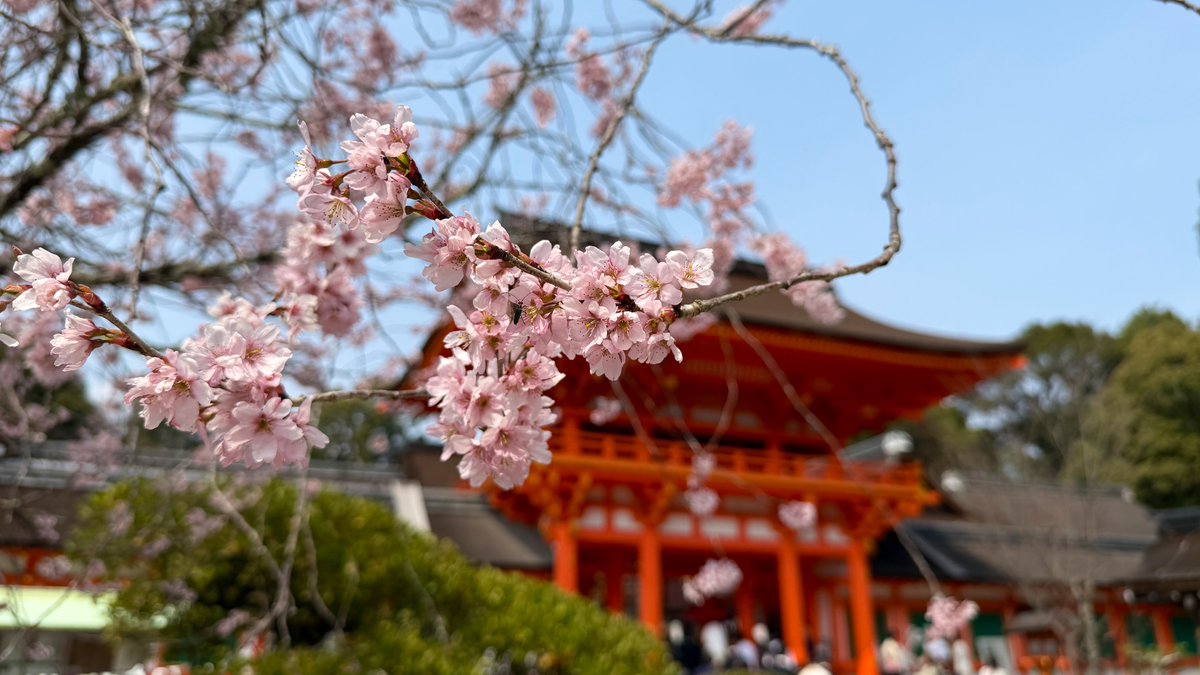 逃げドラ tweet media