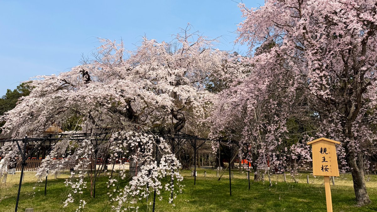 逃げドラ tweet media