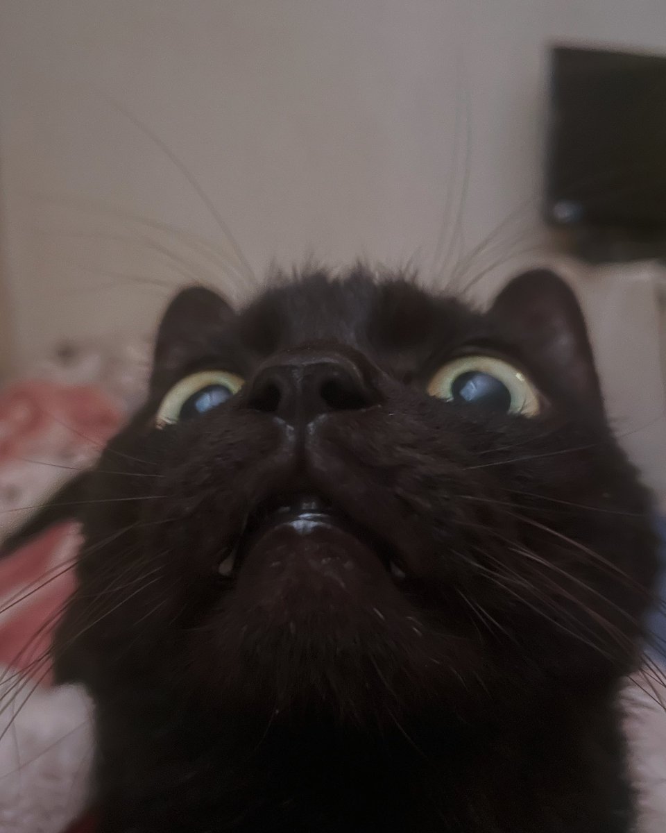 𝕏𝕏𝕏𝕏 tweet media