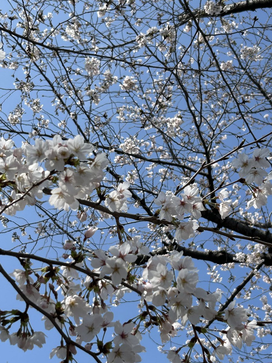 佐藤隆志 ＠サカバカ日誌 tweet media