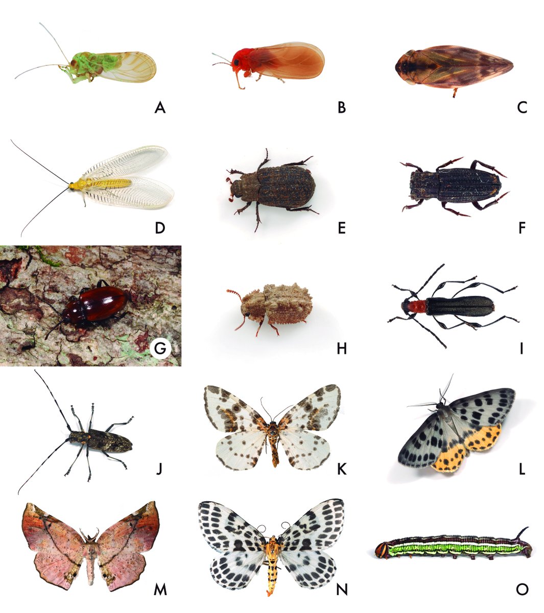 橿原市昆虫館(公式) tweet media