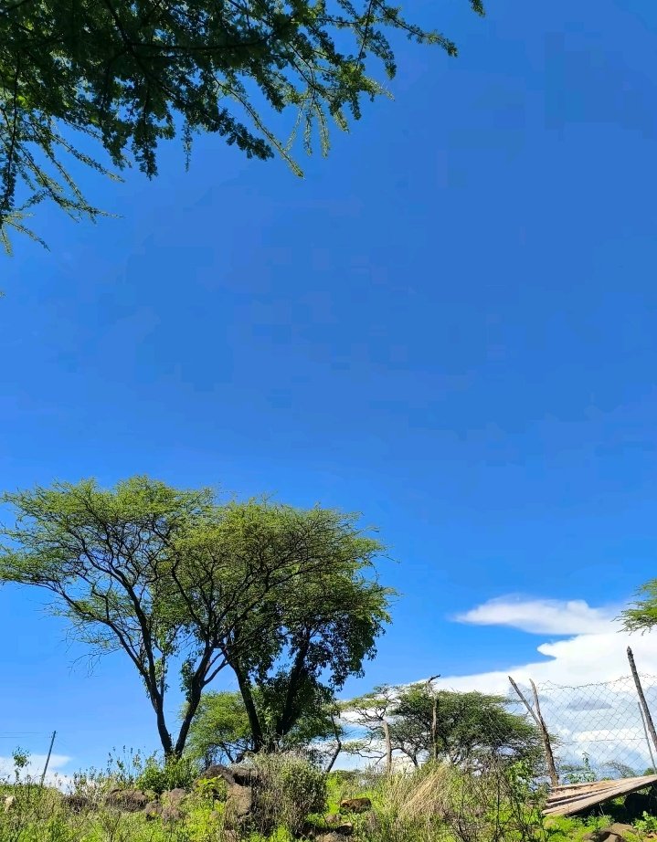 Mwinshehe 🕊️ tweet media