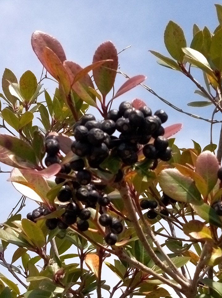 りんご tweet media