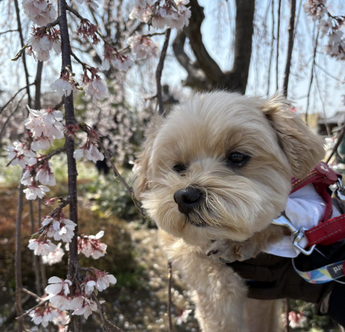 NISA20251201's tweet photo. 本日天気が良かったので、
ぷーちゃんと桜🌸を
見に行ってきました🥰

来週からは、４月の株主優待銘柄や
下落相場でも強い銘柄の買い増しを
大幅に下落したタイミングで購入
しようと思います👍

皆様も素敵な週末をお過ごしください♪ https://t.co/3dswjxbPTK