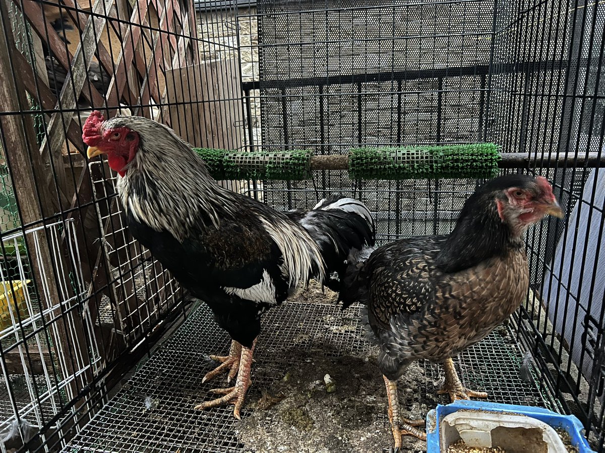 ナンシー・Onagadori tweet media