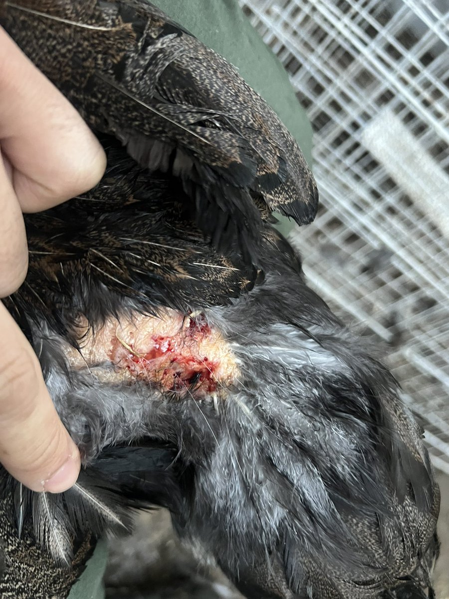 ナンシー・Onagadori tweet media