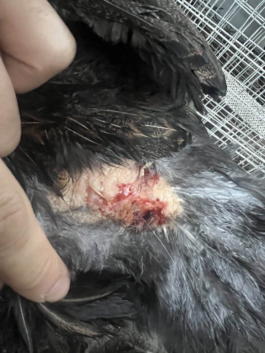 ナンシー・Onagadori tweet media