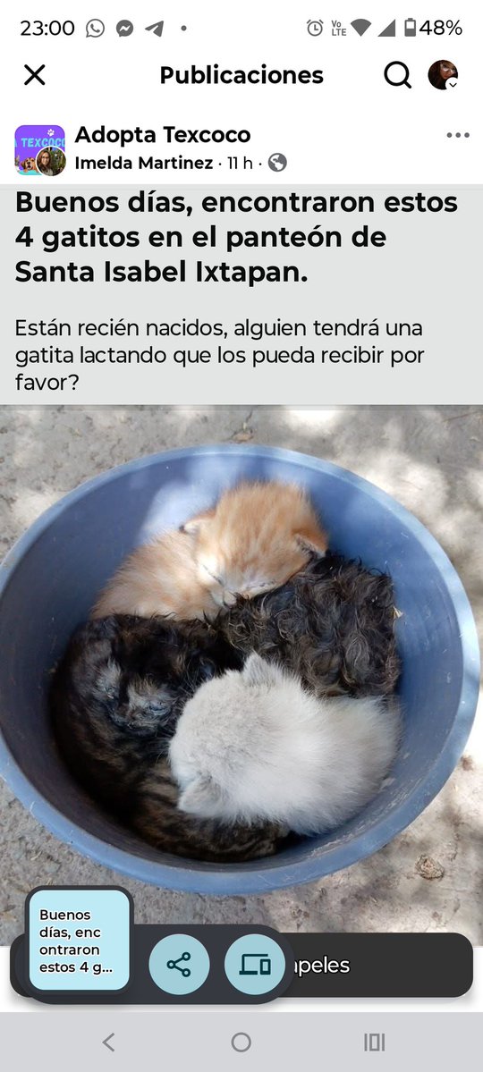 Ivonneclaudiapetersengato tweet media