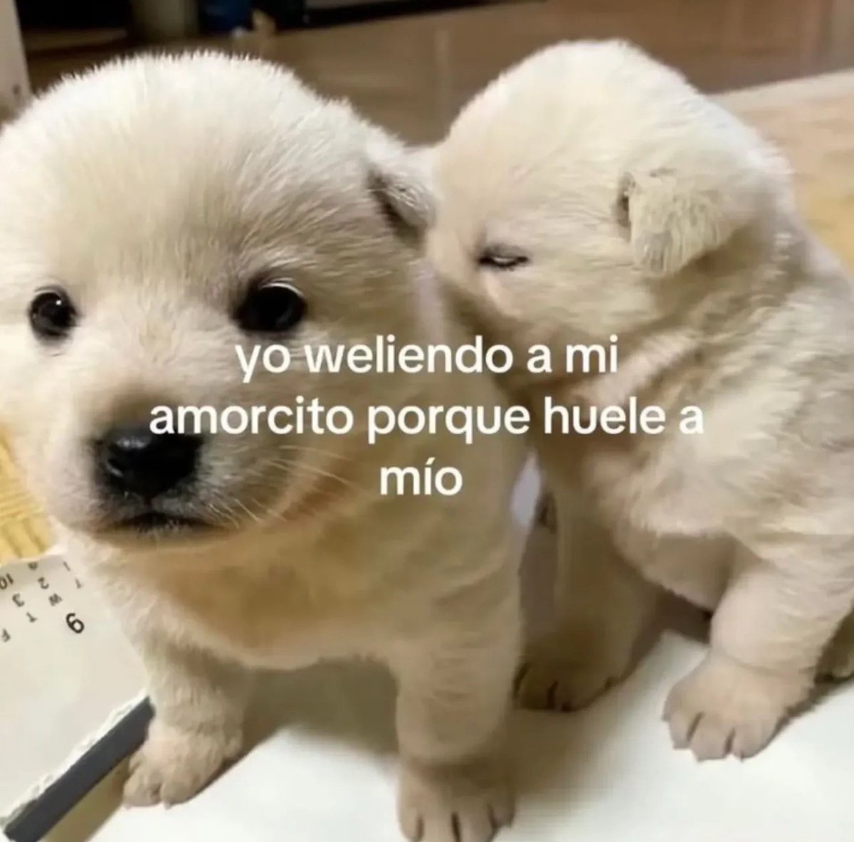 Mundo de Bigotes tweet media