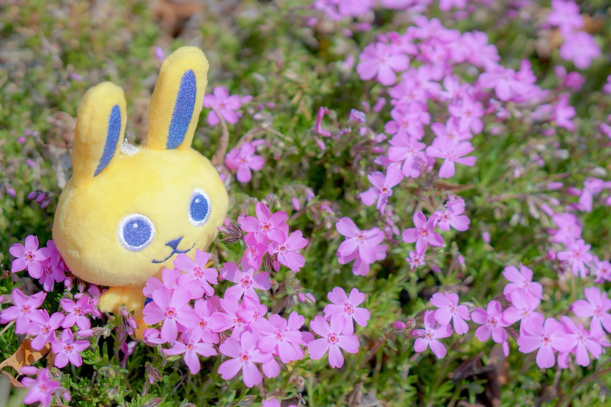 なぞくら tweet media