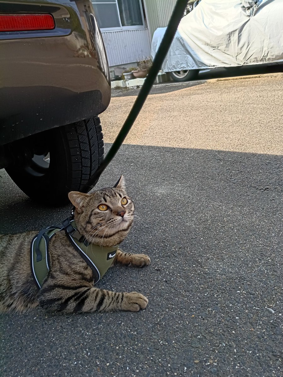 nonoadayoo's tweet photo. 猫と散歩してる人いたら俺らです
うちの猫犬すぎる https://t.co/F0DDowrDY8