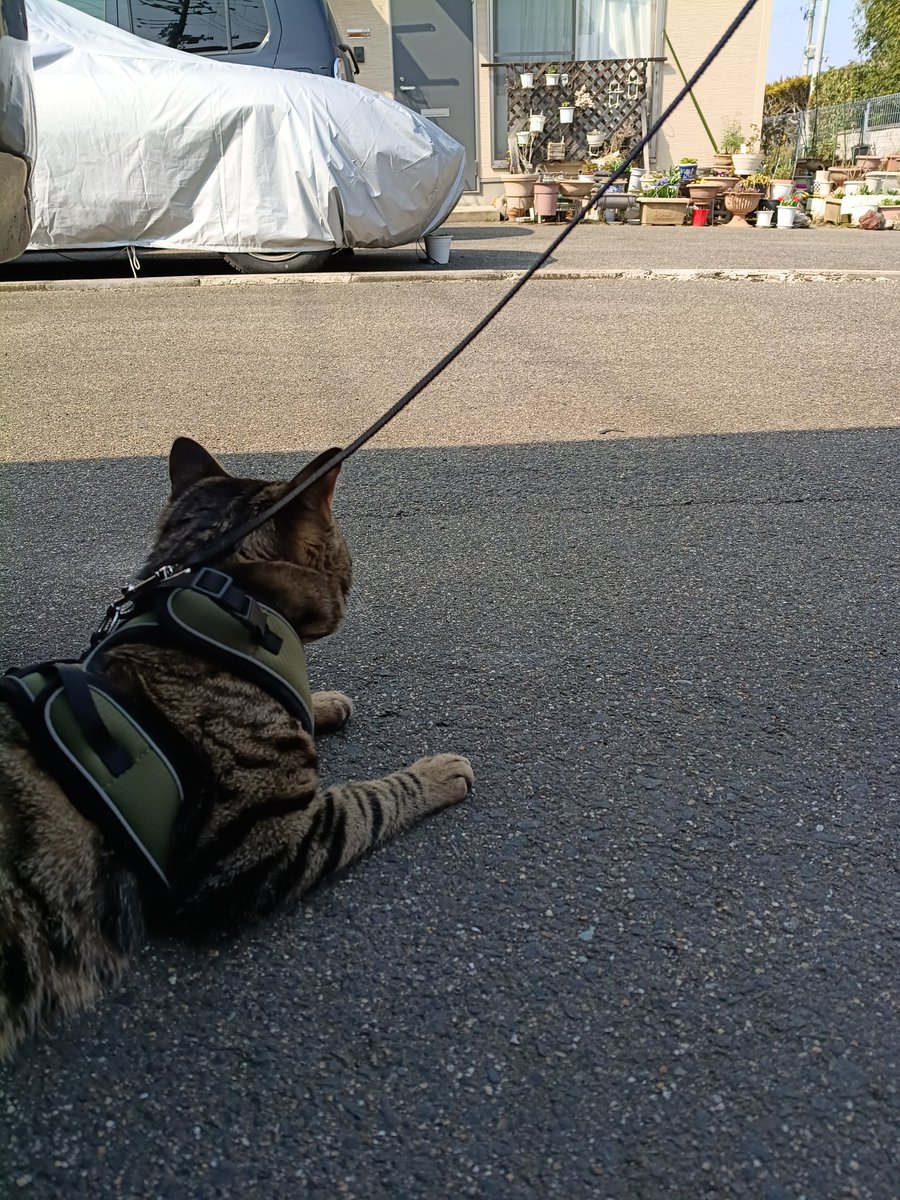 nonoadayoo's tweet photo. 猫と散歩してる人いたら俺らです
うちの猫犬すぎる https://t.co/F0DDowrDY8