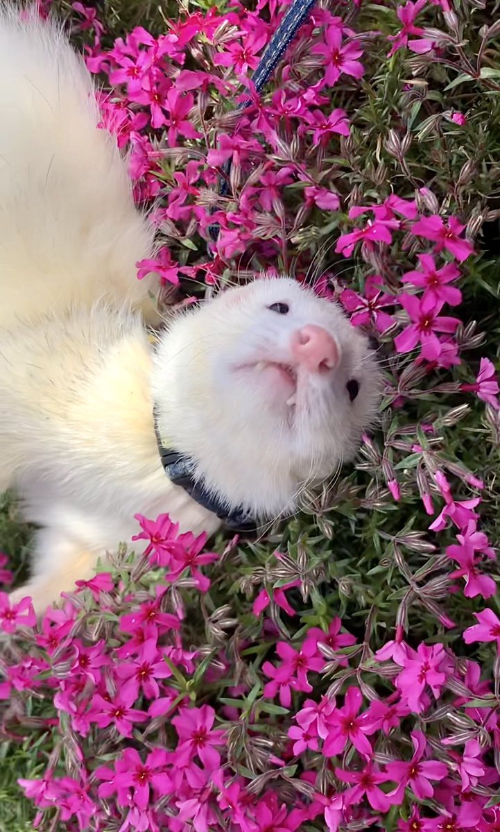 やま家(やまけ) tweet media