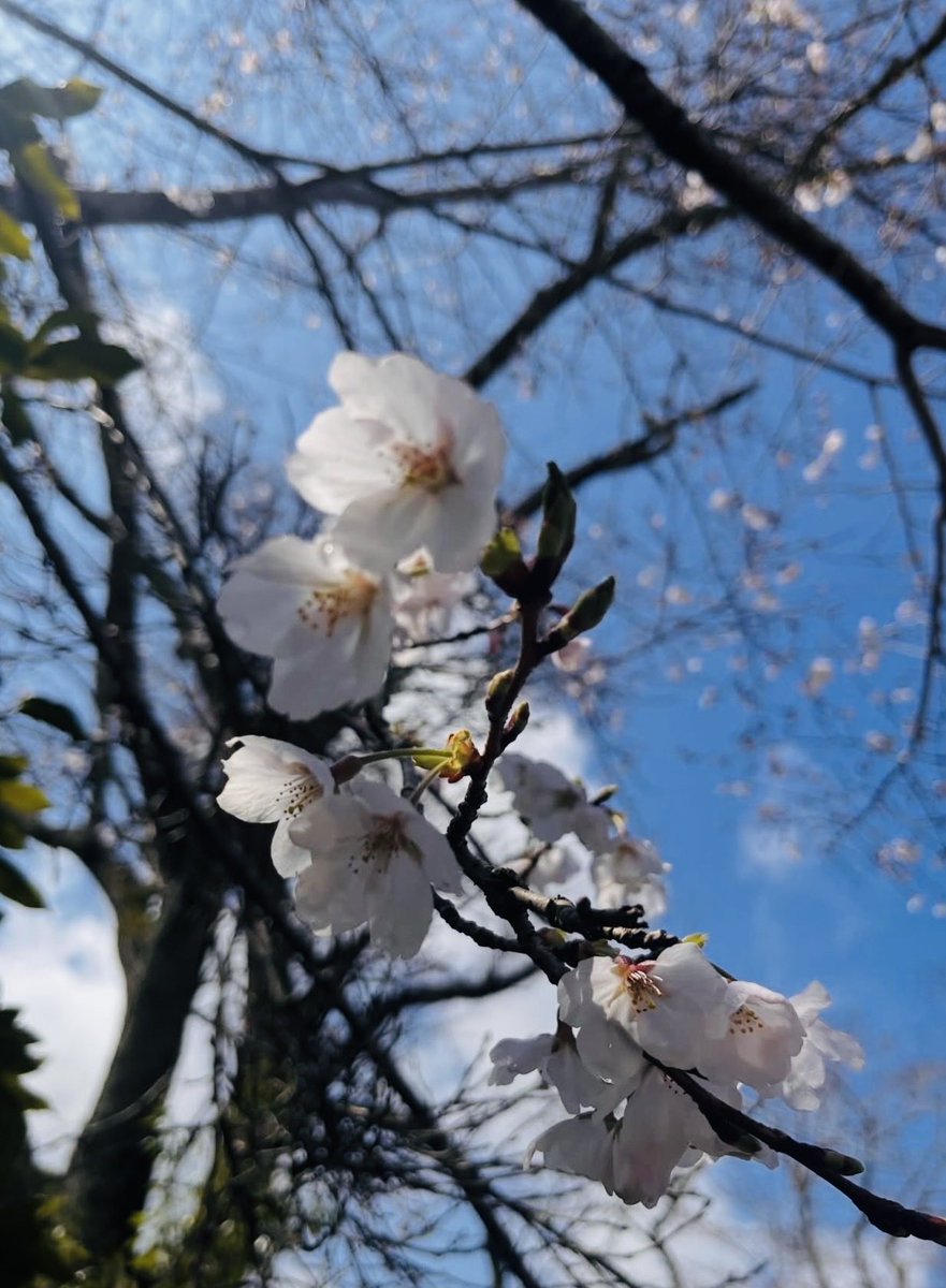 mizun0yuka's tweet photo. 色んな場合で桜咲いていますが…
自宅近くの桜はまだ一部咲きくらいかな🌸

気温も上がってさらに開花がすすみそう😊 https://t.co/aoXvpaYYCZ