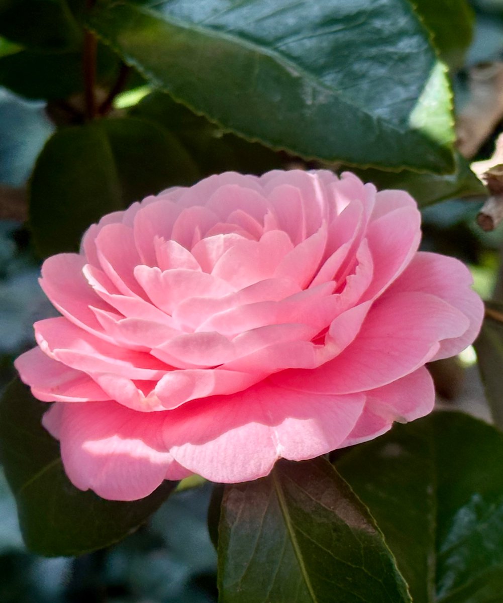 リジュエンヌ tweet media