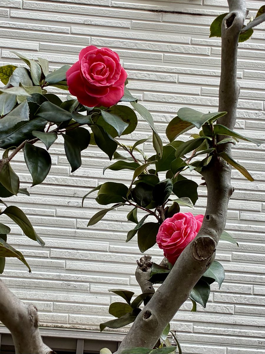 ブチャ tweet media