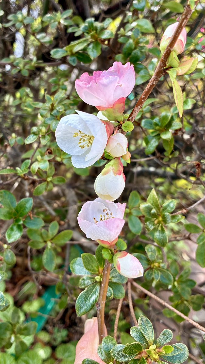 ブチャ tweet media