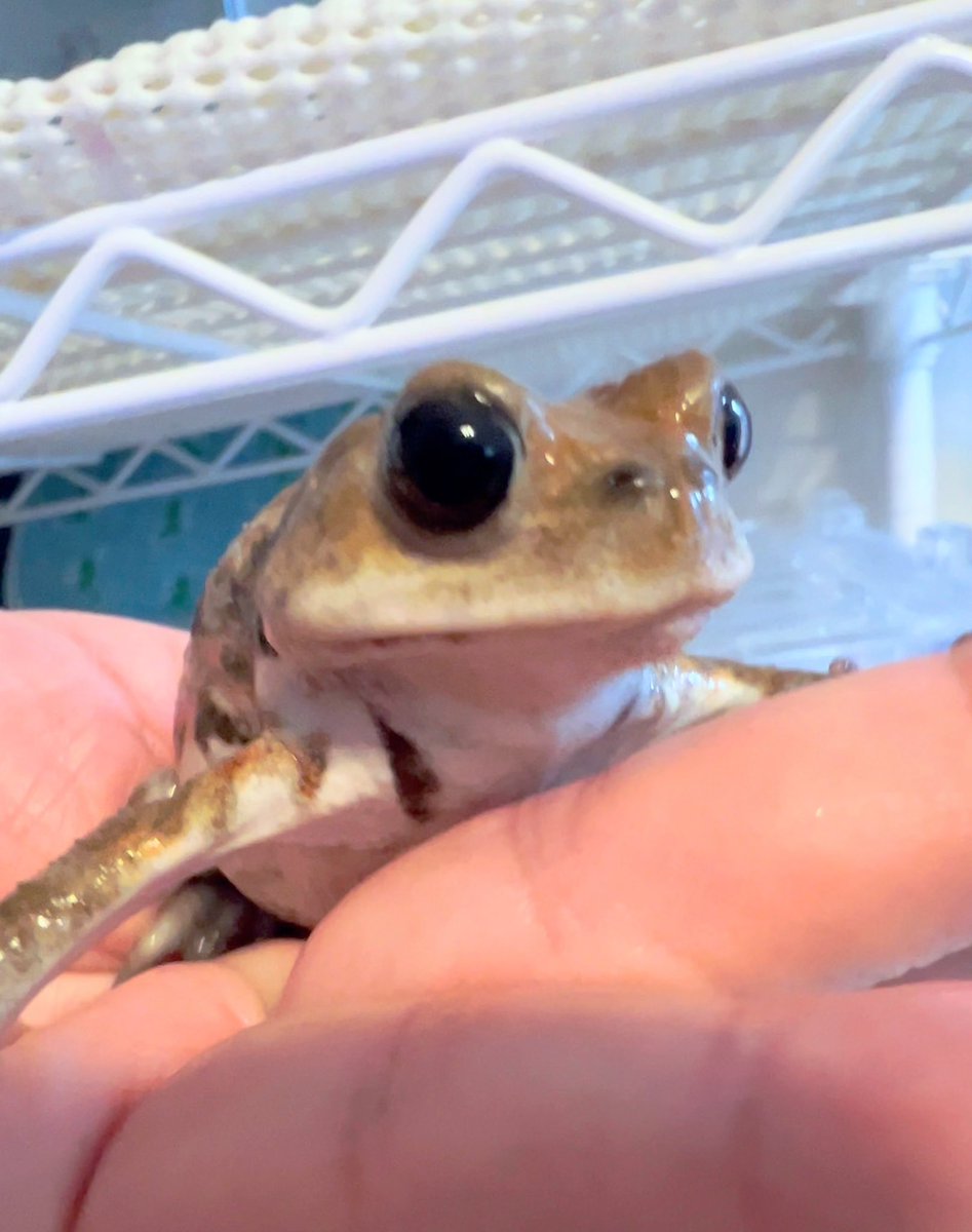 リシア tweet media